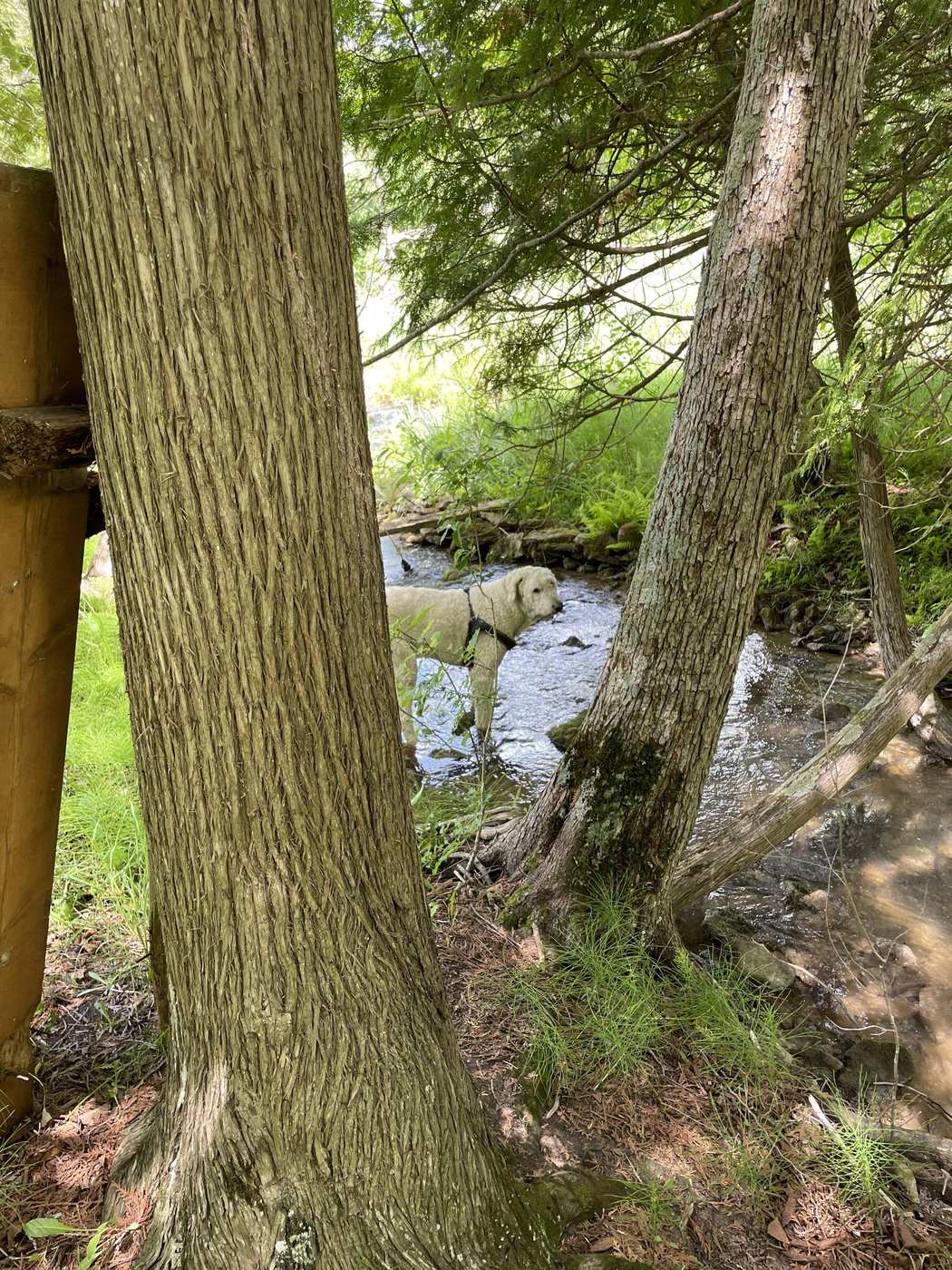 The creek running through the property