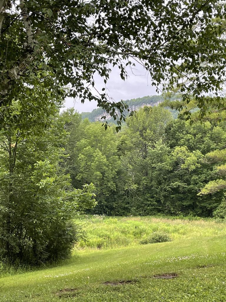 Looking out from Kimberley over the meadow to the wooded Beaver Valley escarpment, framed by birch branches