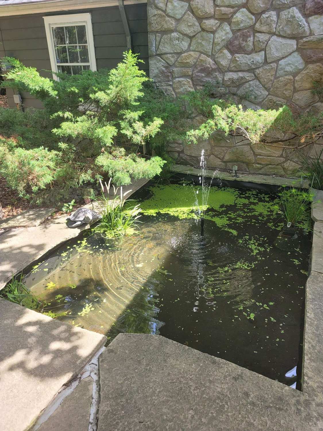 The stone-edged koi pond in the garden at Aspenwood